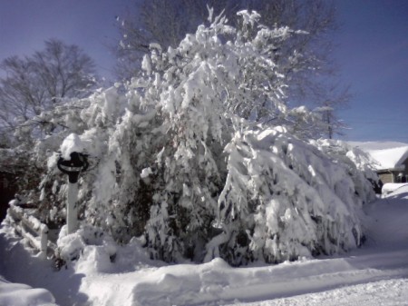 0207001324SNOW TREE