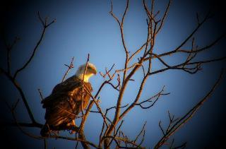 Young Eagle by moon light