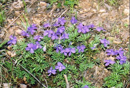 Wildflowers