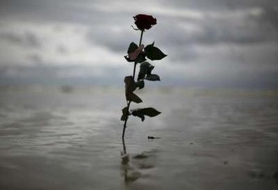 a rose can grow from concret