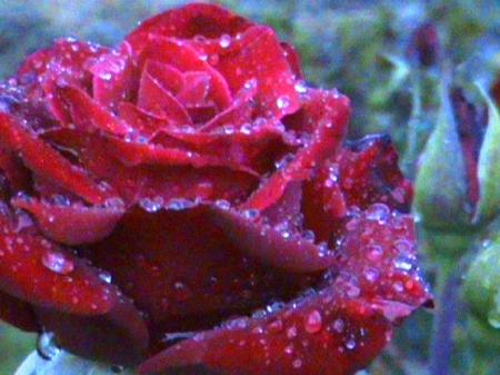 Roses in the rain