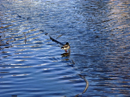 Duck on a pond