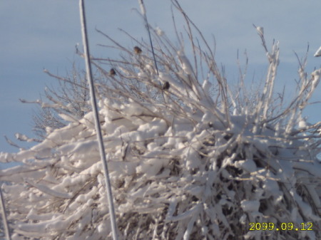 winter birds 2010