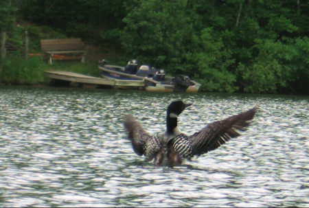 Loon right off our boatdock