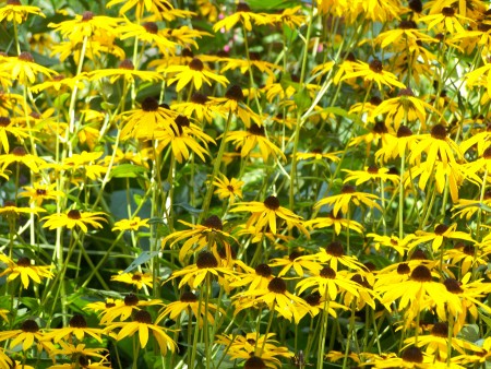 Beautiful Summer Flowers