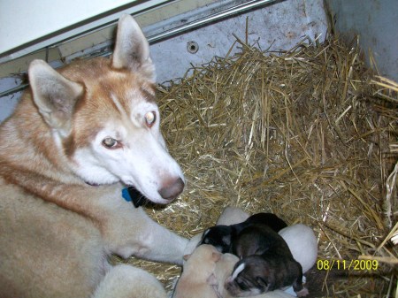 "Alaska" w/her pups in Alaska