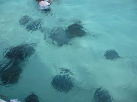 swimming with string rays...