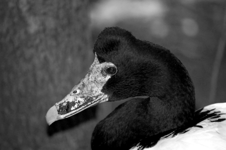 Speckled Beak