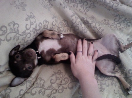 bellaaaaaa getting belly rub