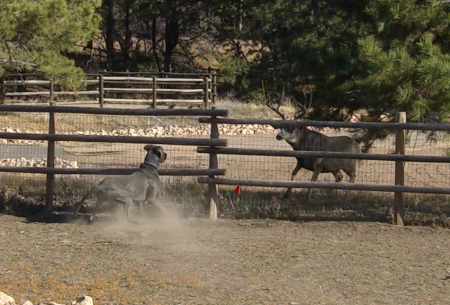 Hunter and a buck confrontation