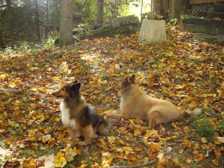 Hoover and Wolfie at the Cabin