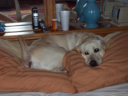 Chrystal-yellow lab