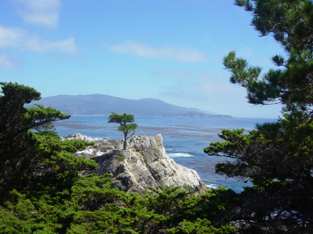 Lone Cypress, Pebble Beach, CA