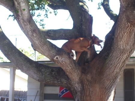 Neighbors tree climbing pit bull!