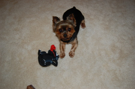 Lola and her Xmas toy! 2008