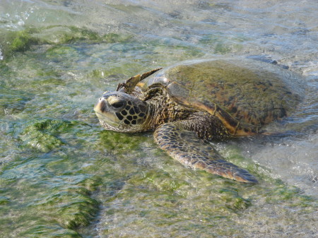 Green Turtles at A Bay