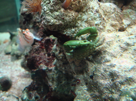 Aquarium Shellfish