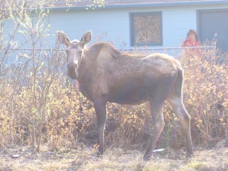 alaska buddy