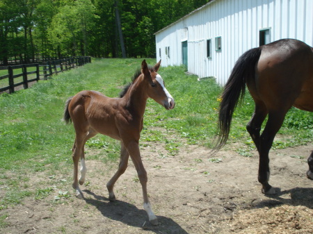 Our newest filly
