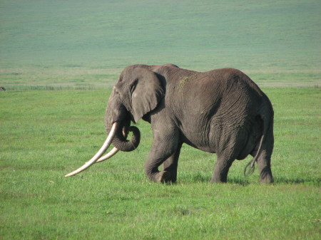 The big fellow in the Ngorongoro Crater