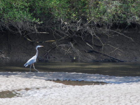 heron