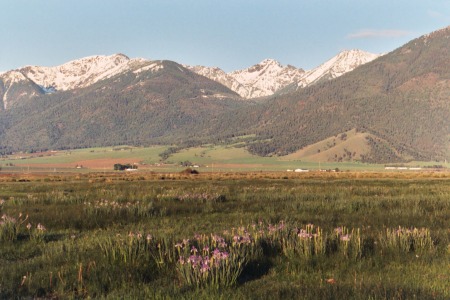 Wild iris and Elkhorn mountains