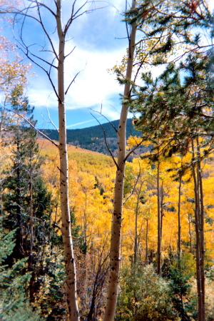 Aspens Late Fall