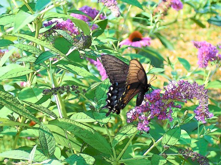 Butterfly on Butterfly Bush !