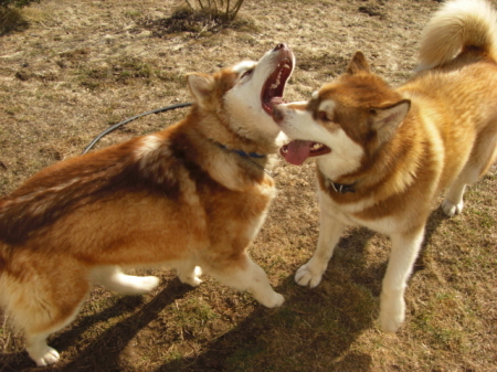 buckwheat and benson malamutes