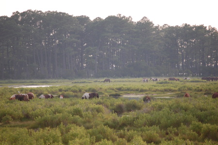 Chincoteague Ponies