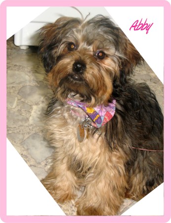 My Yorkiepoo Abby