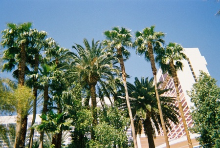 Palm Trees