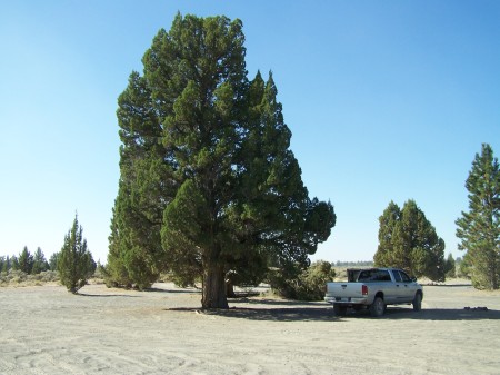 Juniper tree and my truck Lost forest