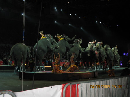 Circus Elephants at Scope