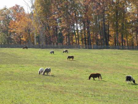 West pasture