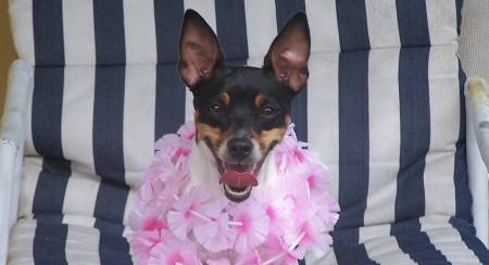 Hula-Pup