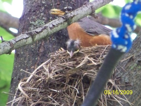 Mommy Robin w/ 2 of 3 babies