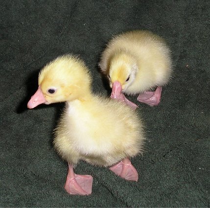 Baby geese