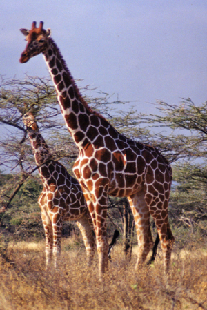 Reticulated giraffes (Kenya)