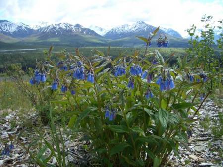 Bluebells by Sheep Mountain