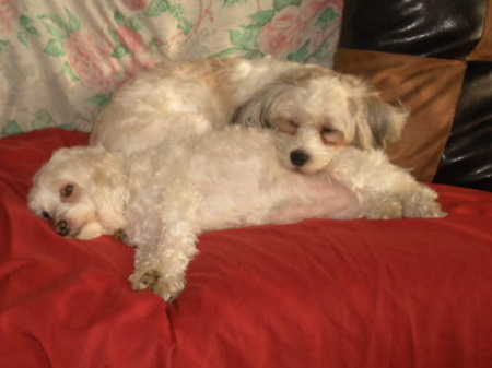 my two lhasa