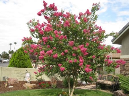 Crepe Myrtle tree out front of our house.