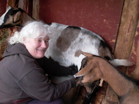 Milkin' a Goat