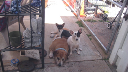Our three doggies...