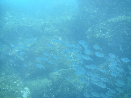 fish school santa cruz