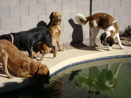 Lounging by the Pool