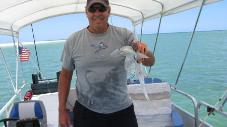 Bonnett head shark caught off Marco, 2009.