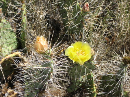 Cactus roses