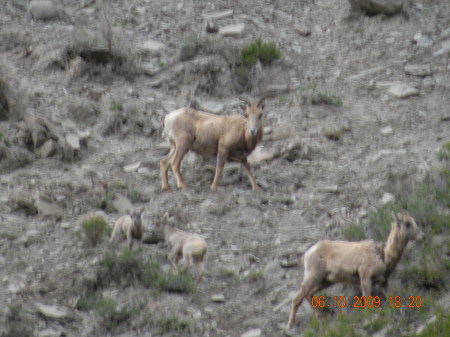 Big horn sheep. Mammoth