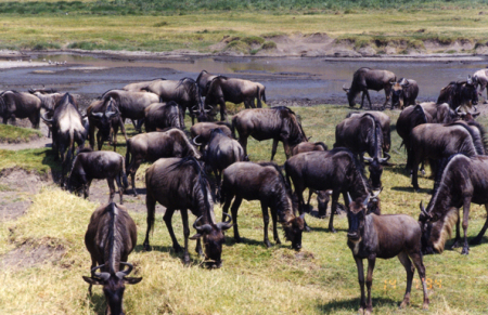 Wildebeests, or gnus (Kenya)